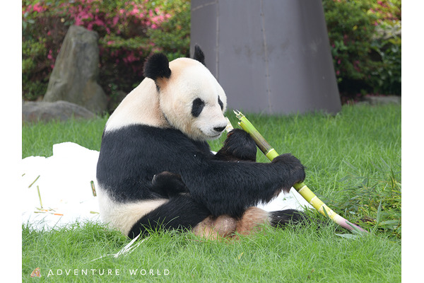 アドベンチャーワールドでジャイアントパンダの赤ちゃんが誕生 17頭目 4枚目の写真 画像 動物のリアルを伝えるwebメディア Reanimal