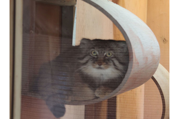 マヌルネコと目があったらお尻を向けられてしまった 埼玉県こども動物自然公園 3枚目の写真 画像 動物の リアルを伝えるwebメディア Reanimal