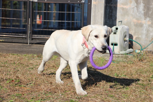 ドッグプレイニング Toy Puller で遊びながら犬との信頼関係を築く ドッグトレーナー向け 認定制度 も 10枚目の写真 画像 動物のリアルを伝えるwebメディア Reanimal