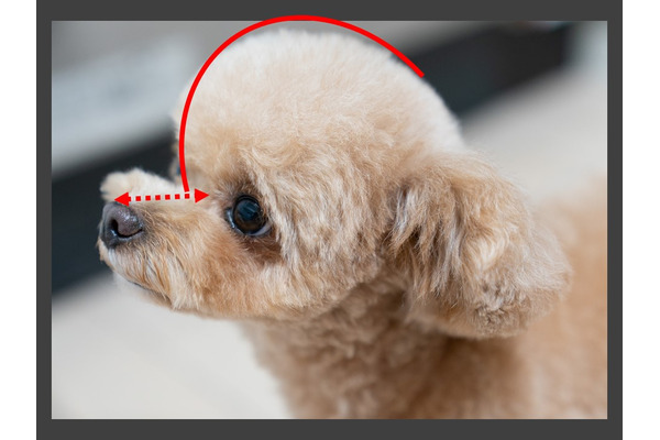 命を生み出す行為 ブリーディング を考える Vol 1 人間が創り出した犬の苦痛 5枚目の写真 画像 動物のリアルを伝えるwebメディア Reanimal