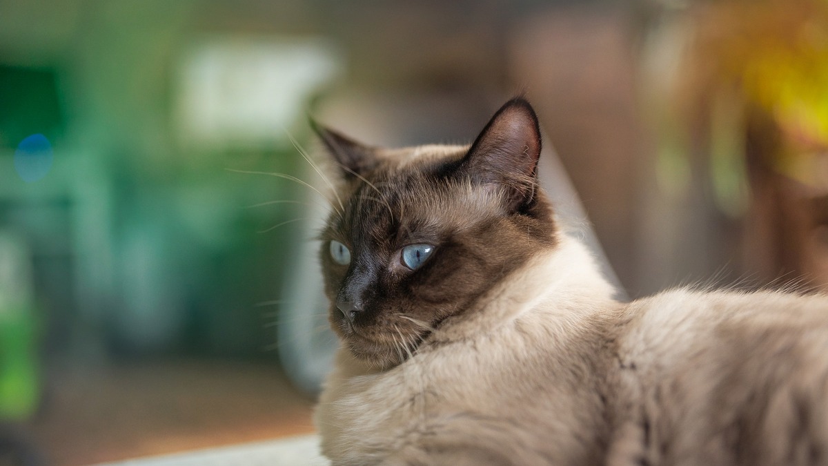 猫の病気 動脈血栓塞栓症 雑種猫よりも純血種のほうが起こりやすい 動物のリアルを伝えるwebメディア Reanimal