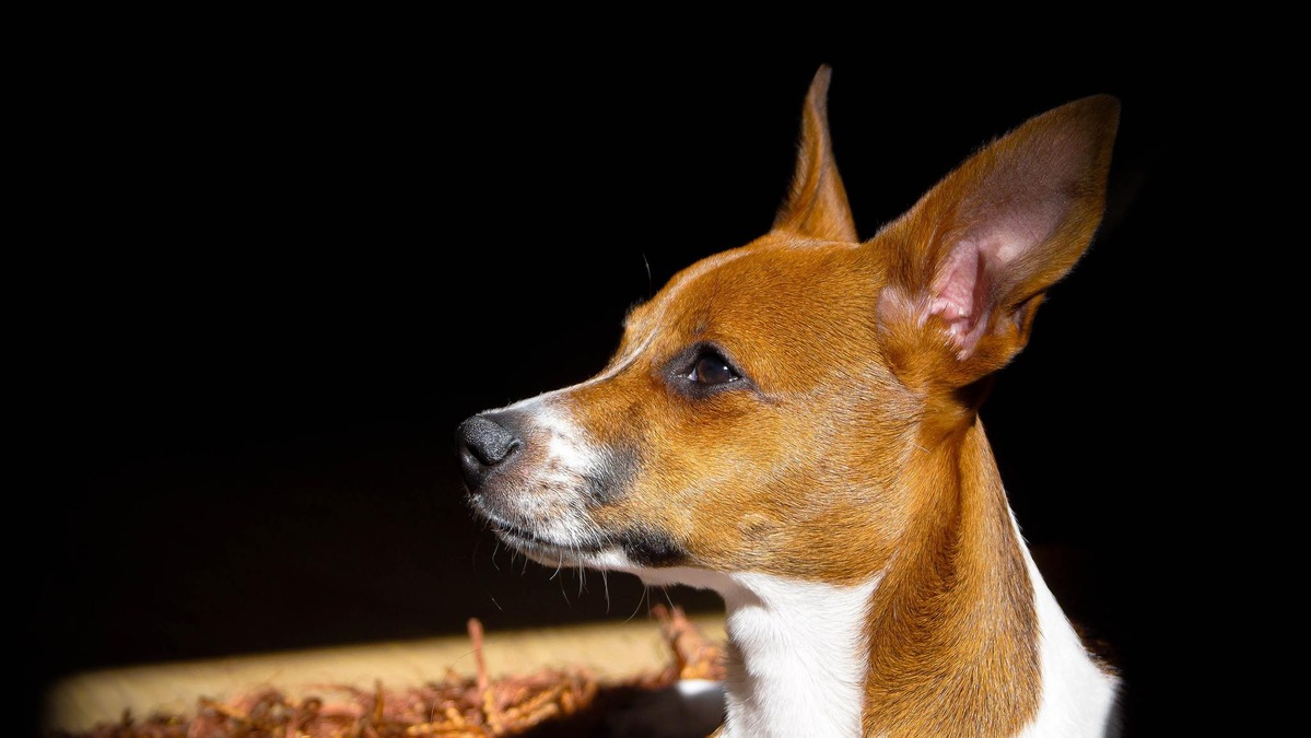 狂犬病ワクチンについて考える Vol 1 予防の大切さとワクチンには必ずあるリスク 動物のリアルを伝えるwebメディア Reanimal