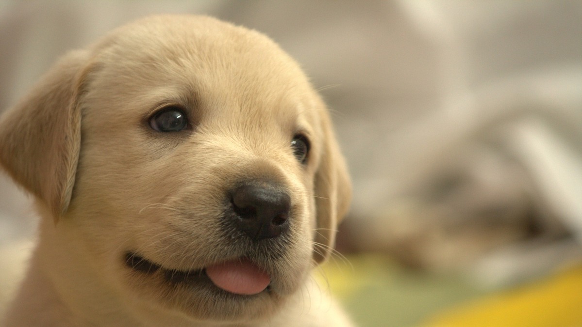 犬の避妊 去勢手術はどうすべきか Vol 3 悪性腫瘍の可能性 内分泌機能の病気にも注意 動物のリアルを伝えるwebメディア Reanimal