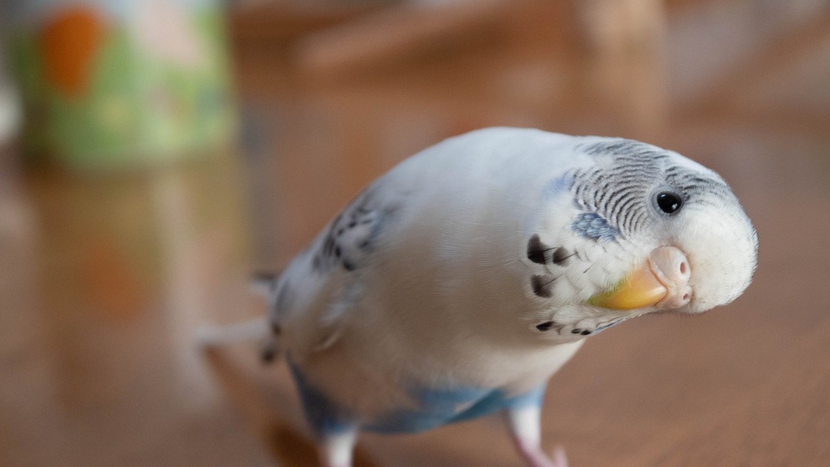 知っているようでよく知らない セキセイインコってこんな生き物 コラムまとめ 動物のリアルを伝えるwebメディア Reanimal