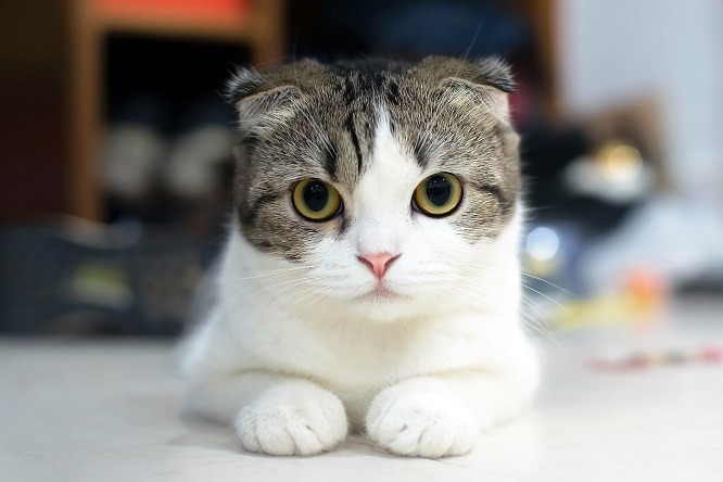 アニコム損保 猫の名前 人気猫種ランキング 21年最新版を公開 動物のリアルを伝えるwebメディア Reanimal