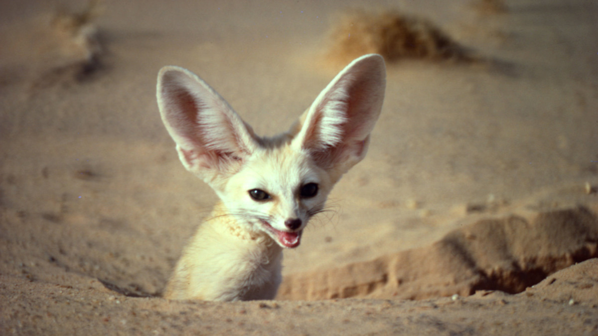 Wwf エキゾチックペットに関するアンケート調査を実施 95 が規制強化が必要と回答 動物のリアルを伝えるwebメディア Reanimal