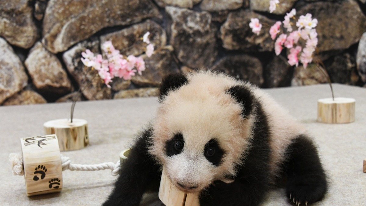 パンダの赤ちゃんにひな祭りのプレゼント ウトウトおねむな姿も アドベンチャーワールド 動物のリアルを伝えるwebメディア Reanimal