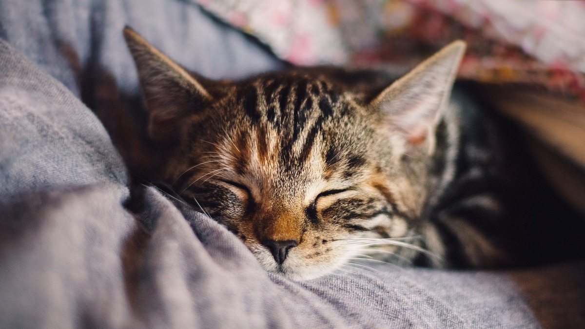猫がなりやすい病気 乳腺がん編 猫の胸にしこりを見つけたらすぐ病院へ 動物のリアルを伝えるwebメディア Reanimal