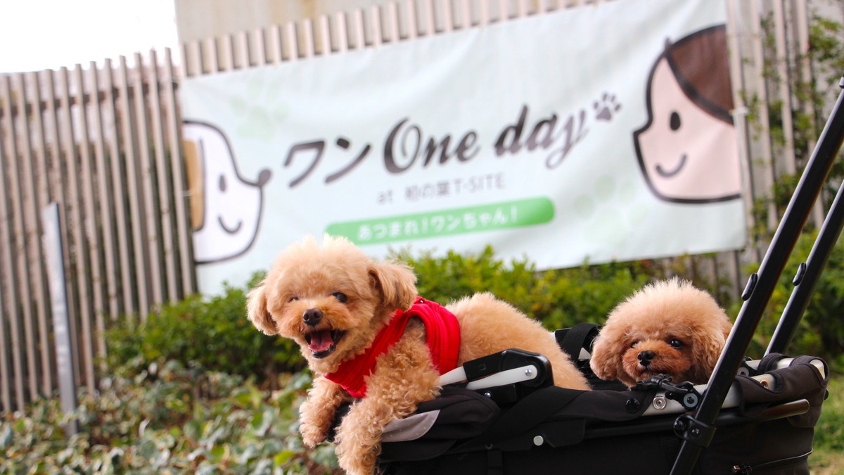ワンoneday Dx 柏の葉t Siteにて開催 犬に優しい街を盛り上げるイベント 動物のリアルを伝えるwebメディア Reanimal