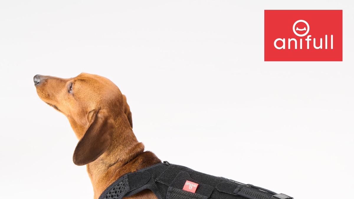胴長犬の腰をサポート 犬用コルセット わんコル With 発売 ダイヤ工業 動物のリアルを伝えるwebメディア Reanimal