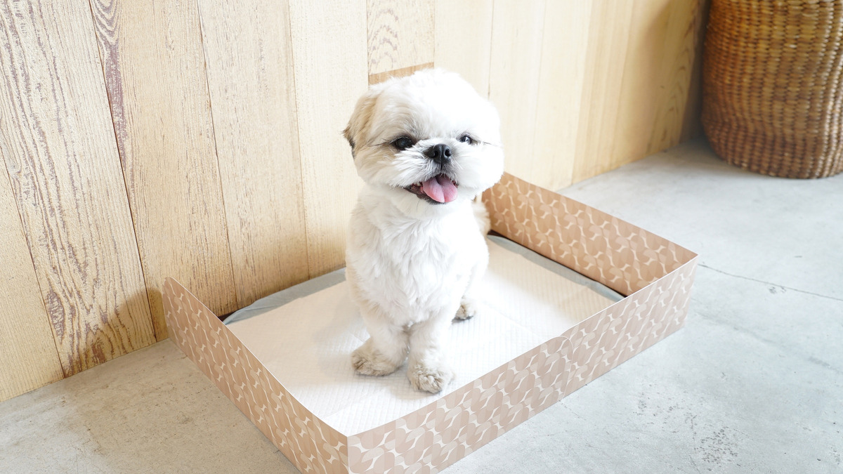 ペットシーツに組み合わせてはみ出し防止 ワンコトイレマットパーテーション 発売 動物のリアルを伝えるwebメディア Reanimal