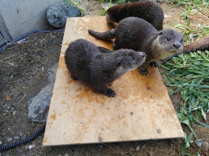 休館中の動物園 水族館10施設がsnsで投稿バトル カワウソの成長記録 バイソンの子どもなど 動物のリアルを伝えるwebメディア Reanimal