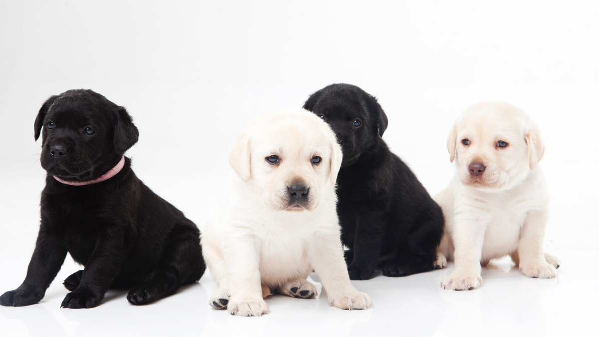 アメリカと日本の人気犬種ランキング 愛犬に求めるものの違い 動物のリアルを伝えるwebメディア Reanimal
