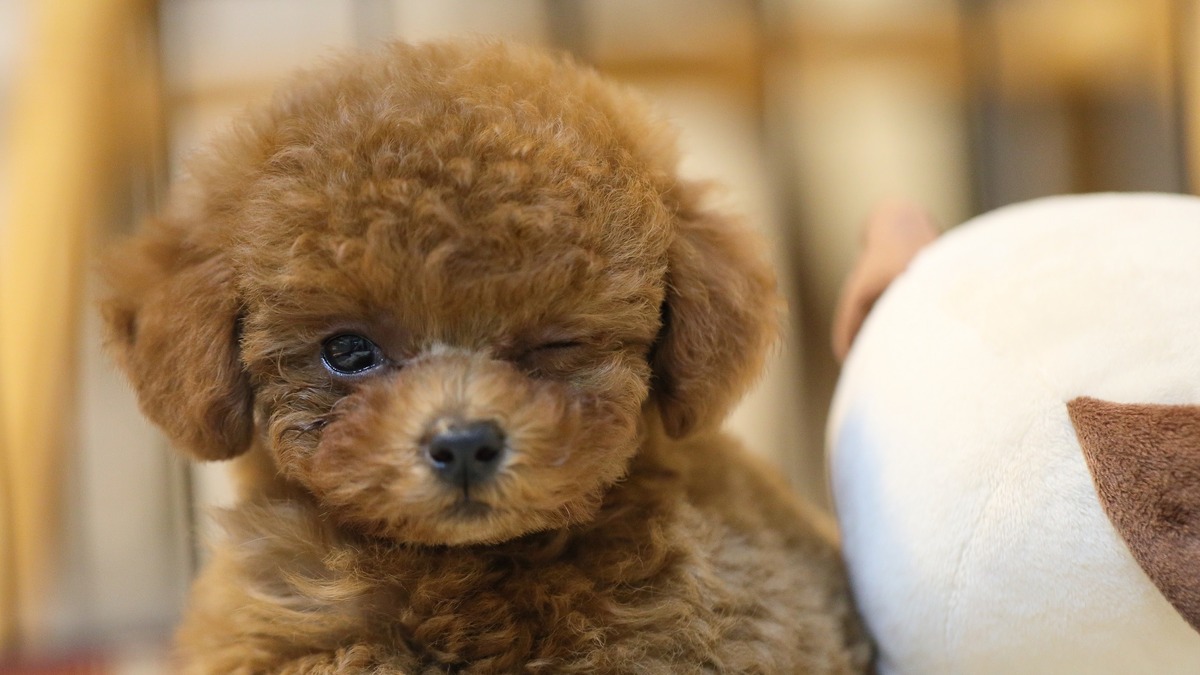 愛犬からの贈り物 Vol 1 遺伝的疾患が見つかって ガラス細工の首 を持つトイプードル 動物のリアルを伝えるwebメディア Reanimal