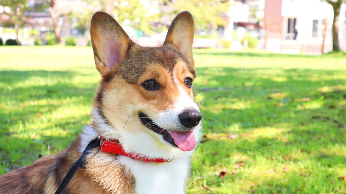 水害後は衛生面に注意 ペットも人も感染症の予防を 動物のリアルを伝えるwebメディア Reanimal