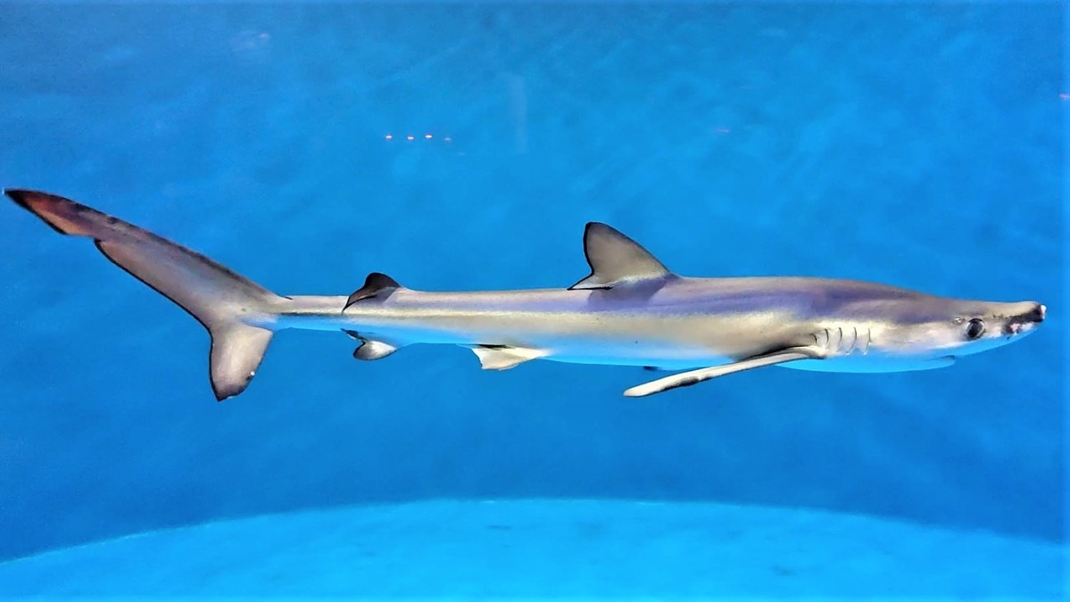 仙台うみの杜水族館 ヨシキリザメの飼育記録更新中 Youtubeにて2年間の軌跡を配信 7月27日19時から 動物のリアルを伝えるwebメディア Reanimal
