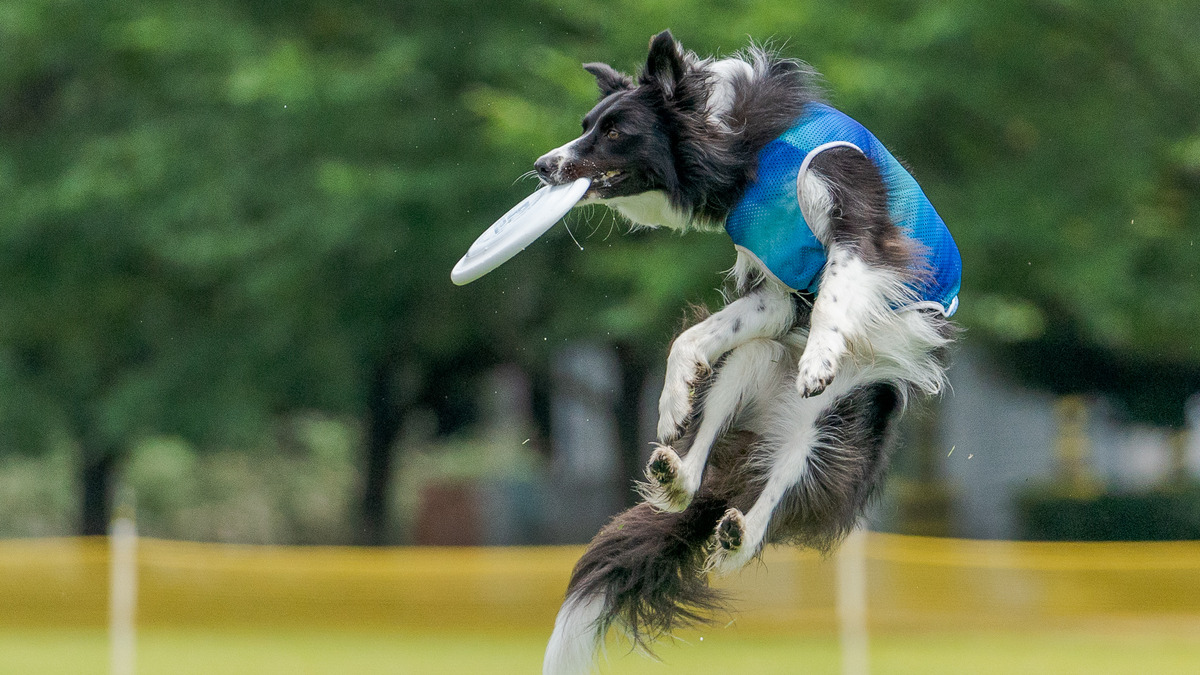 フリスビードッグ は愛犬と一緒にスポーツ アウトドアを楽しめるアクティビティ 動物のリアルを伝えるwebメディア Reanimal