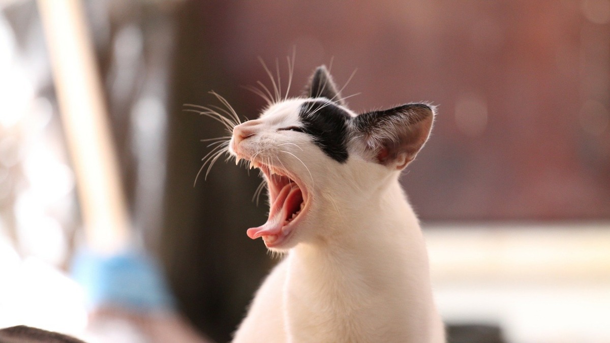 猫の嘔吐にはどんな原因がある 予防策や対処法も紹介 動物のリアルを伝えるwebメディア Reanimal