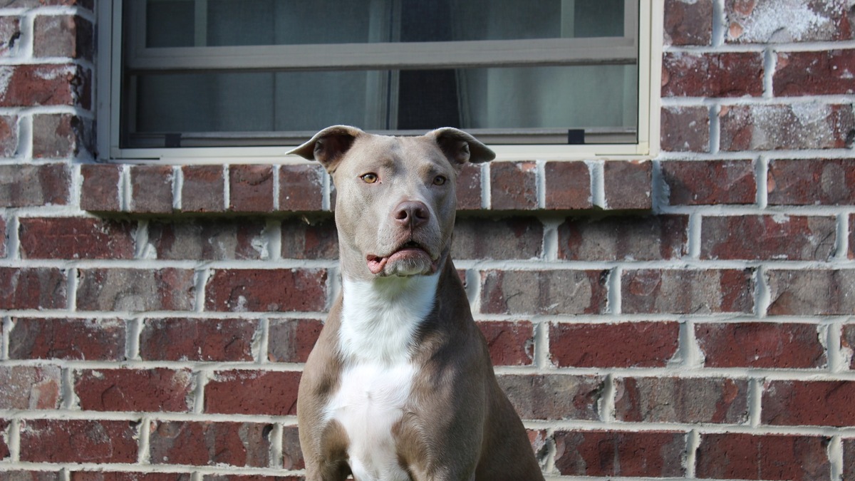 危険な犬種 は存在するか Vol 2 アメリカの法規制は特定犬種規制から犬種非特定へ 動物のリアルを伝えるwebメディア Reanimal