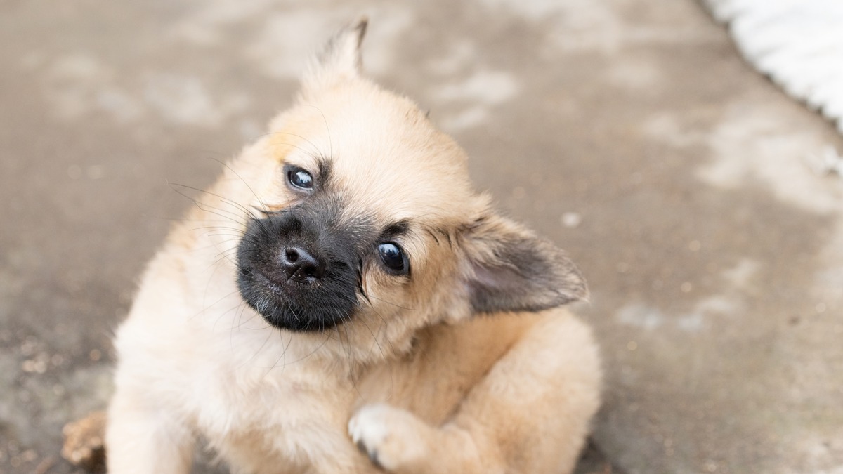 犬がなりやすい病気 食物アレルギー編 あらゆる犬種 性別 年齢で発症しうる 動物のリアルを伝えるwebメディア Reanimal