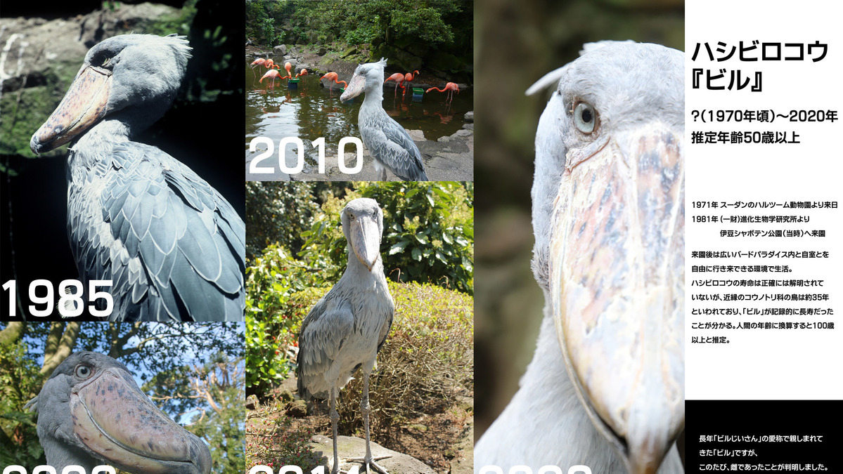 ハシビロコウの ビルじいさん 実はメスだったことが判明 伊豆シャボテン動物公園 動物のリアルを伝えるwebメディア Reanimal