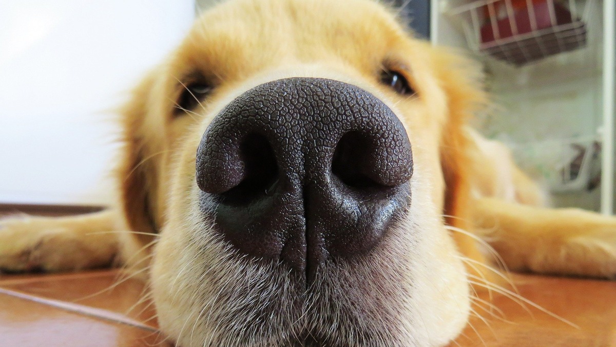 犬の嗅覚ってどのくらいすごいの こんな所に注意しよう 動物のリアルを伝えるwebメディア Reanimal