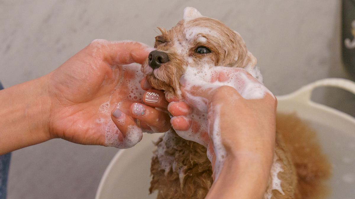 愛犬のスキンケア 家でシャンプーする時の注意点とコツは 洗いすぎを避け しっかり保湿を 動物のリアルを伝えるwebメディア Reanimal