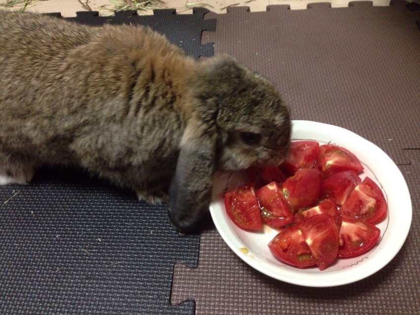 ズボラ女子とわがままウサギ Vol 4 食欲不振は緊急事態 ウサギの不調の見分け方 動物のリアルを伝えるwebメディア Reanimal