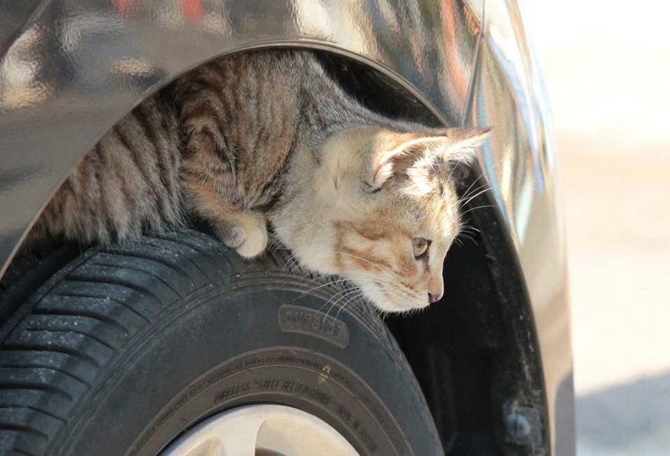 クルマに乗る前にチェック 猫バンバン で安全確認を 意外な小動物トラブルにも注意 動物のリアルを伝えるwebメディア Reanimal