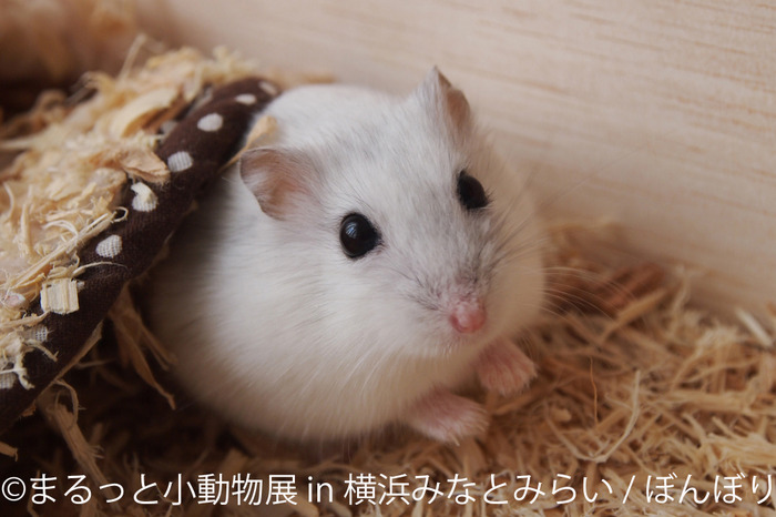 合同写真展 物販展 まるっと小動物展 In 横浜みなとみらい 開催 4月2日 4月11日 動物のリアルを伝えるwebメディア Reanimal