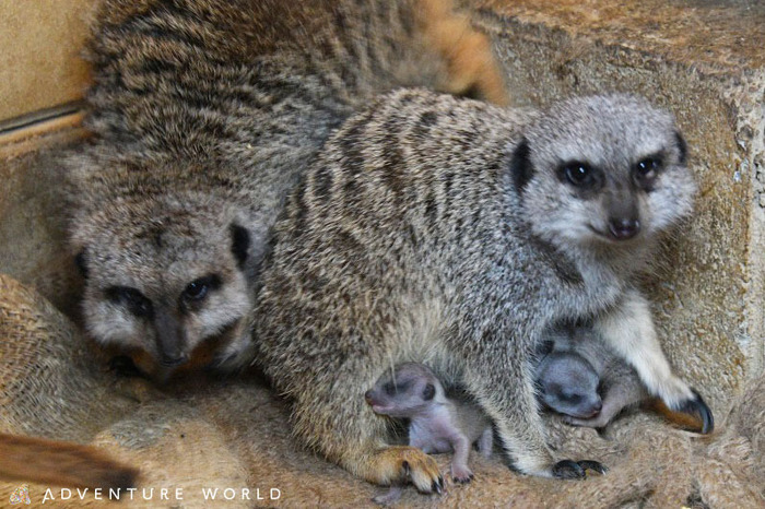 アドベンチャーワールドで3頭のミーアキャットの赤ちゃんが誕生 | 動物