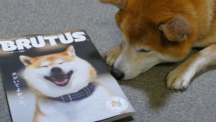 Brutusの犬特集号を読んで 愛犬家の気持ちに響く形でまとめられたセンス 動物のリアルを伝えるwebメディア Reanimal