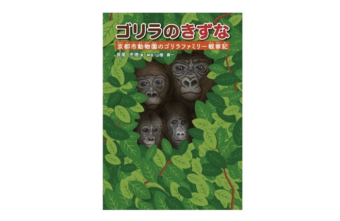 ゴリラの「家族」の姿をとらえた観察記『ゴリラのきずな』、くもん出版
