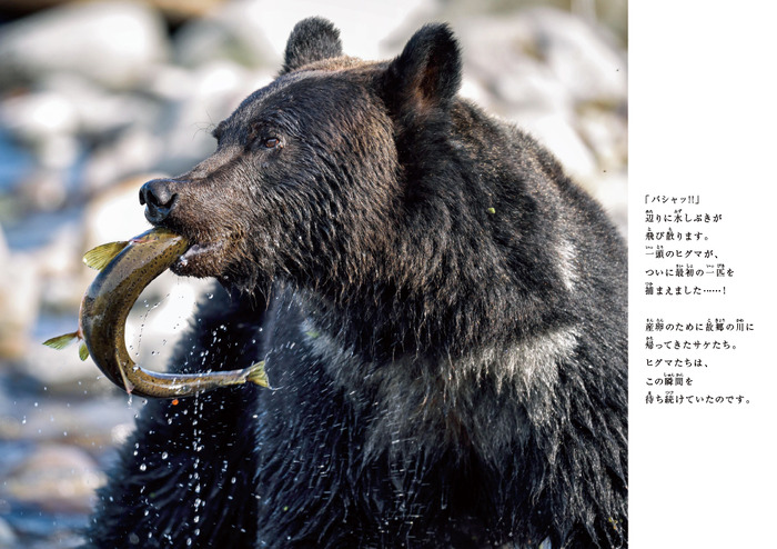 ヒグマの暮らしを追った写真絵本 ヒグマの旅 文一総合出版より刊行 動物のリアルを伝えるwebメディア Reanimal