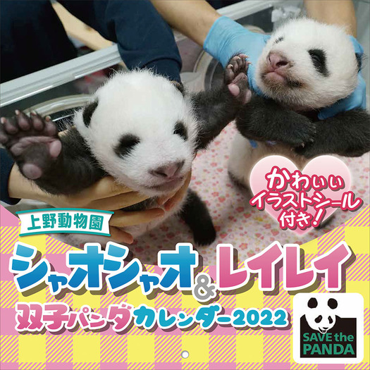 双子パンダ シャオシャオ レイレイ 22カレンダー 発売 10月23日 動物のリアルを伝えるwebメディア Reanimal