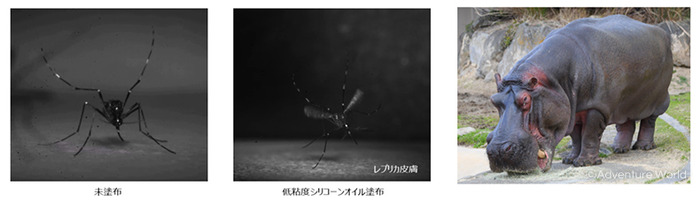 アドベンチャーワールド カバの分泌する 赤い汗 を花王に提供 蚊に刺されることを防ぐ技術開発 動物のリアルを伝えるwebメディア Reanimal