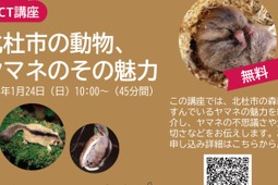 無料オンライン講座「北杜市の動物、ヤマネのその魅力」開催…1月24日10時から 画像