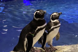 ペンギンたちの関係性が一目瞭然！「すみだペンギン相関図2021」「京都ペンギン相関図2021」公開…1月30日から 画像