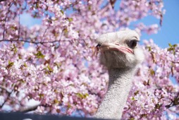 星野リゾート OMO7旭川、「桜咲く、春の旭山動物園講座」を開催…4月28日～5月15日 画像