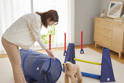 部屋の中で運動しながら愛犬と遊べる遊具「Sippoleアジリティ」、ペピイから発売 画像