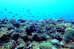 WWF、「サンゴ礁文化フォーラム」を開催…2月20日オンライン同時開催 画像
