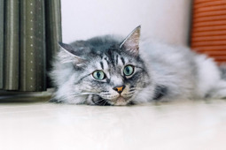 アドビ、2月22日の「猫の日」を記念して「猫フォト/ムービーコンテスト」を開催…2月22日～3月14日 画像