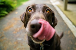 犬にあげてもよい果物…栄養や水分が豊富、種やアレルギーには注意して 画像