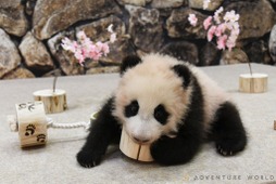 パンダの赤ちゃんにひな祭りのプレゼント、ウトウトおねむな姿も…アドベンチャーワールド 画像