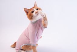 ぽぽねこ、猫用皮膚保護服「キャットプロテクションスーツ」の新色を発売 画像