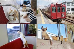 養老鉄道、「WEBねこカフェ列車」を開催…視聴期間は4月3日～6月3日 画像