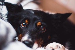 【犬がなりやすい病気】角膜潰瘍編…対処が遅れると角膜に穴が開く可能性も 画像