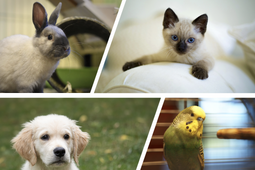 アニコム損保、「ペットにかける年間支出調査 2020」を発表…犬は33.8万円、猫は16.5万円 画像