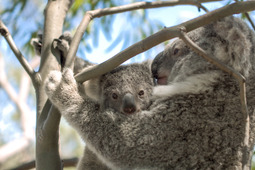 コアラを絶滅から救え…DJIのドローンとAIが活躍 画像