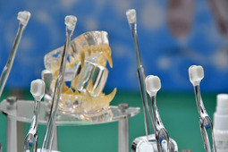 歯磨きは飼い主ができる病気予防…ボニーブランの歯ブラシ「泡雪」 【インターペット2021】 画像